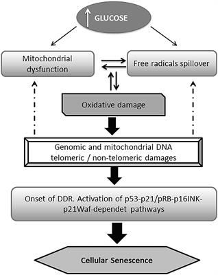 Cellular Senescence as the Pathogenic Hub of Diabetes-Related Wound Chronicity